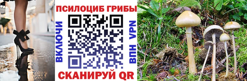 Псилоцибиновые грибы MAGIC MUSHROOMS  как найти   Каменногорск 
