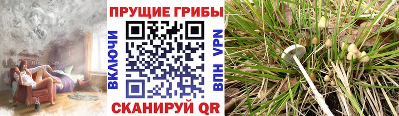 Галлюциногенные грибы мицелий Каменногорск